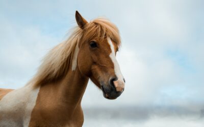 Avena para caballos, un ingrediente tradicional de su alimentación