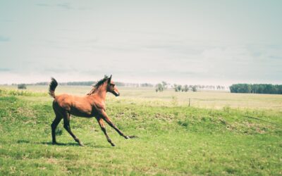 ¿Cuántos años vive un caballo?