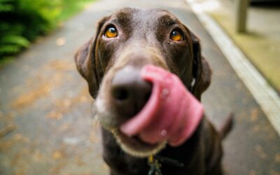 La correcta salud dental de tus mascotas