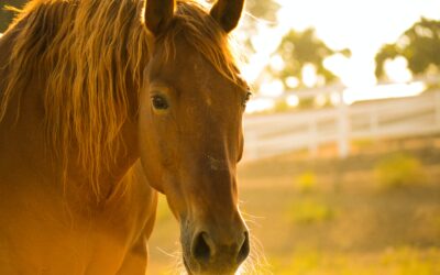 Consejos para mejorar el pelaje de su caballo