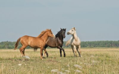 Alimentación y cólicos en el caballo