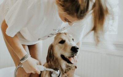 Enfermedad Seborreica de los caninos