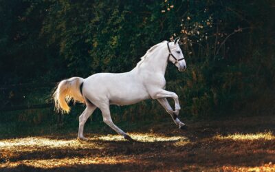 Características generales de los caballos