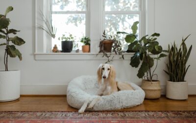 Plantas tóxicas para nuestras mascotas
