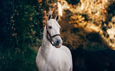 Estructura ósea de los caballos