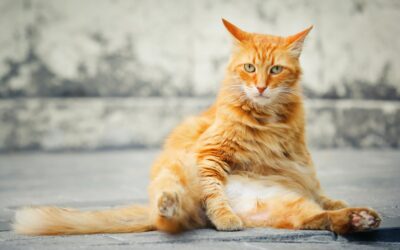¿Querés saber si tu mascota sufre de sobrepreso?