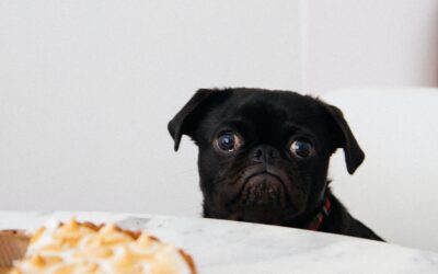 Alimentos prohibidos para los animales