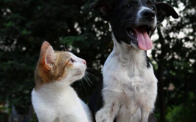 Las diferencias entre caninos y felinos