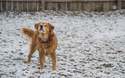 Como cuidar nuestras mascotas durante el invierno