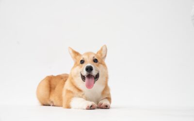 Displasia de cadera en perros