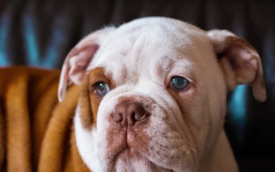 Comportamiento de los bulldogs