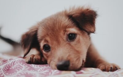 Educando a mi cachorro cuando llega a casa