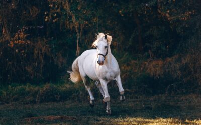 La mejor raza de caballo
