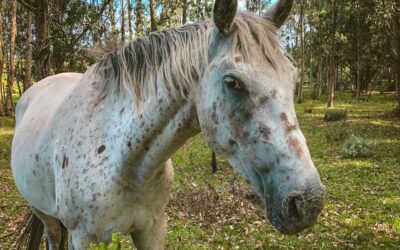 Caballos Appaloosa y su particular pelaje moteado