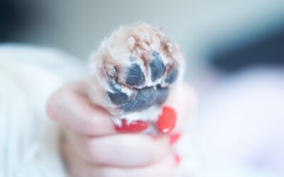 Cómo cortarle las uñas a tu perro