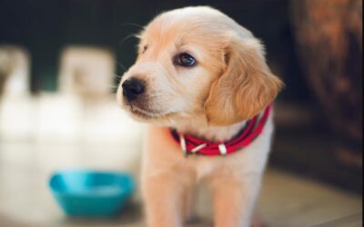 Cuidá a tu mascota de los parásitos