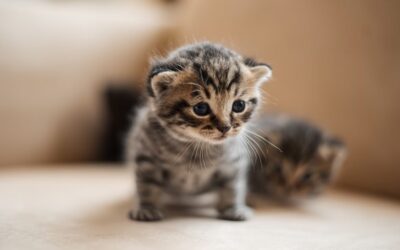 ¿Qué es la Isoeritrolisis neonatal felina?