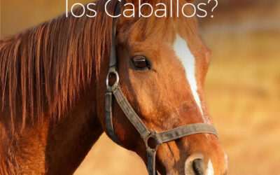 ¿Cómo duermen los caballos?