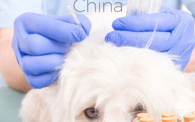 Usos de la Medicina tradicional china en Veterinaria