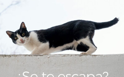 ¿Por qué los gatos se van de las casas?