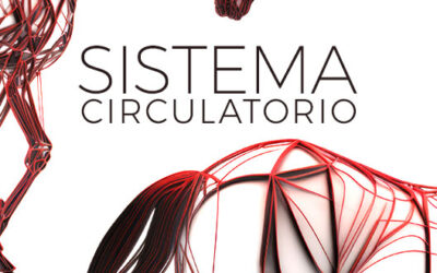 ¿Cómo es el sistema circulatorio de los caballos?
