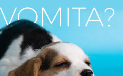 ¿Tu cachorro está vomitando?