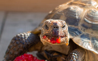 Alimentación de las tortugas de tierra