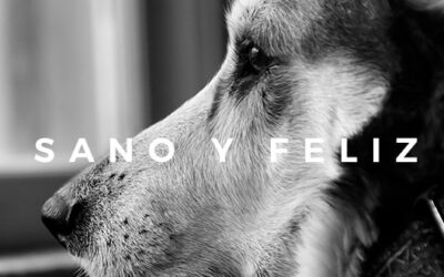 ¿Cómo mantener a tu perro sano y feliz hasta la vejez?