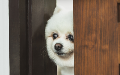 Consejos para evitar que el perro salga corriendo de la casa