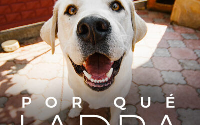 ¿Cómo interpretar los ladridos de los perros?