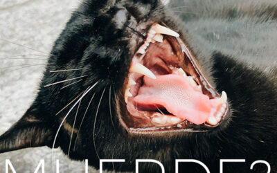 ¿Qué hacer cuando tu gato muerde?