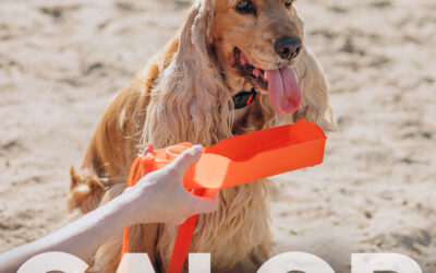 Medidas de precaución para poder evitar los golpes de calor en las mascotas