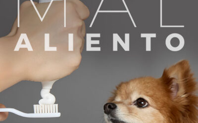 ¿Cómo prevenir el mal aliento y el sarro dental en perros y gatos?